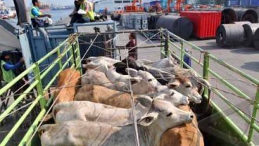Sumber Virus LSD Pada Sapi Impor Belum Jelas, RI-Australia Sepakat Lakukan Pemeriksaan Bersama